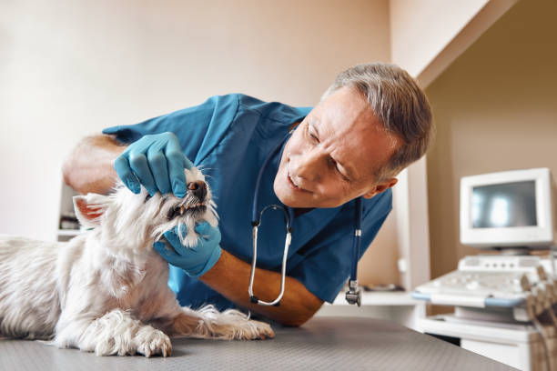 Best Pediatric Emergency Dentist in Hammond, LA